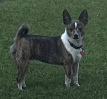 Rescue Toy Fox Terrier and Chihuahua Dogs for Adoption in Los Angeles, California - Trixie  Contact-Sylva | PetCurious
