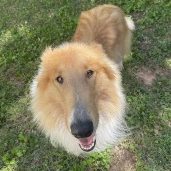 Celina -  Collie Dog for Adoption in Dublin, Ohio - Celina | PetCurious