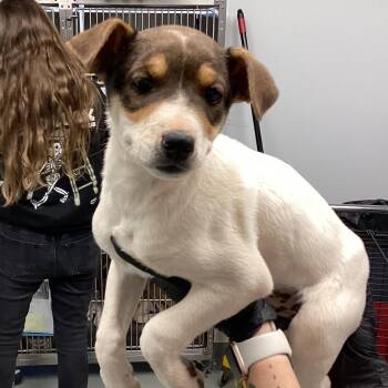 Mixed Breed Dogs Available for Adoption - Tango | PetCurious
