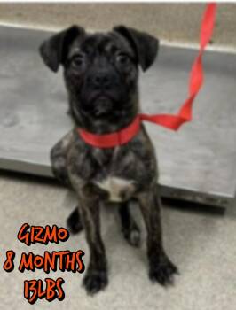 GIZMO -  Boston Terrier and Pug Dog for Adoption in Holbrook, New York - GIZMO | PetCurious