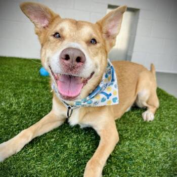 August -  Mixed Breed Dog for Adoption in Englewood, Florida - August | PetCurious