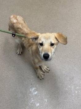 Yayline -  Mixed Breed Dog for Adoption in Chamblee, Georgia - Yayline | PetCurious
