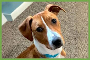 Humphrey -  Hound and Terrier Dog for Adoption in Amherst, Massachusetts - Humphrey | PetCurious