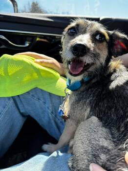 Terrier Dogs Available for Adoption in Portland, Maine - Rocky  | PetCurious