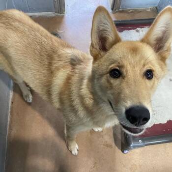 GIRLIE -  German Shepherd Dog and Mixed Breed Dog for Adoption in Kyle, Texas - GIRLIE | PetCurious
