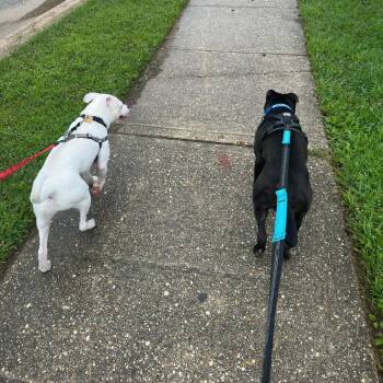 Junior -  Pit Bull Terrier and American Staffordshire Terrier Dog for Adoption in Baltimore, Maryland - Junior | PetCurious