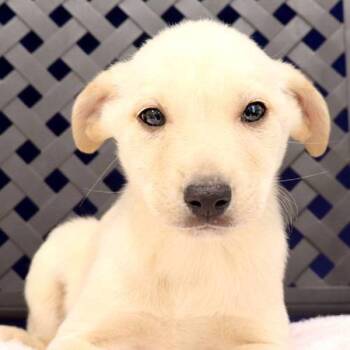 Rescue Labrador Retriever Dogs for Adoption in Midland, Texas - Jelly | PetCurious