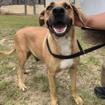 Labrador Retriever Dogs Available for Adoption - Gabby | PetCurious