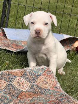 Farris -  Mixed Breed Dog for Adoption in Clinton, Wisconsin - Farris | PetCurious