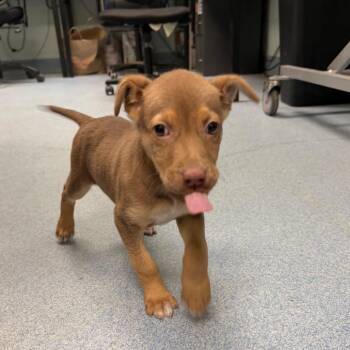 Minnow -  Shepherd and Retriever Dog for Adoption in East Hanover, New Jersey - Minnow | PetCurious