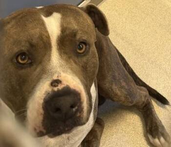 Puna -  Pit Bull Terrier and Mixed Breed Dog for Adoption in Honolulu, Hawaii - Puna | PetCurious