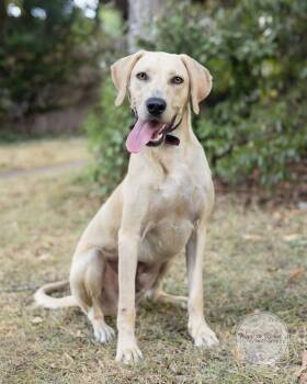 Winston -  Labrador Retriever Dog for Adoption in Tuscaloosa, Alabama - Winston | PetCurious