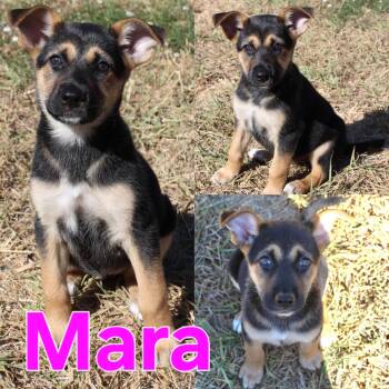 Mara -  German Shepherd Dog Dog for Adoption in Dallas, Texas - Mara | PetCurious
