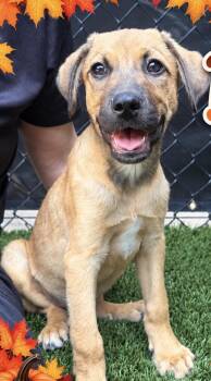 Biscuit -  Labrador Retriever Dog for Adoption in Copiague, New York - Biscuit | PetCurious