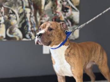 Mixed Breed Dogs Available for Adoption - Peter Rabbit | PetCurious