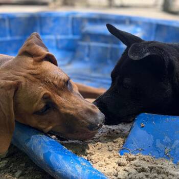 Ally -  Coonhound and Chocolate Labrador Retriever Dog for Adoption in Zanesville, Ohio - Ally | PetCurious