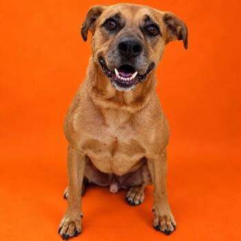 Apollo- 54226 -  Black Mouth Cur Dog for Adoption in Columbia, Maryland - Apollo- 54226 | PetCurious