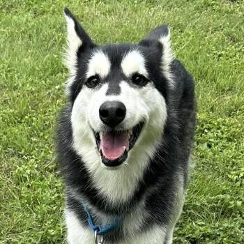 Mixed Breed Dogs Available for Adoption in Georgetown, Texas - Cookies 