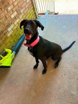 Evie -  Great Dane Dog for Adoption in Lakewood Ranch, Florida - Evie | PetCurious