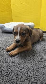 Rescue Mixed Breed Dogs for Adoption in Houston, Texas - Cranberry | PetCurious