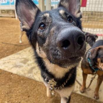 Rescue German Shepherd Dog Dogs for Adoption in Bentonville, Arkansas - Julius | PetCurious
