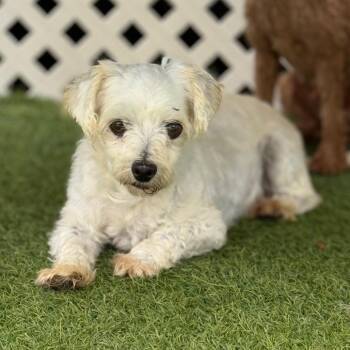 Tully 7964 -  Maltese Dog for Adoption in Loxahatchee Groves, Florida - Tully 7964 | PetCurious