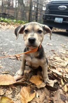 Rescue Hound and German Shepherd Dog Dogs for Adoption in Hughesville, Maryland - Mimi | PetCurious