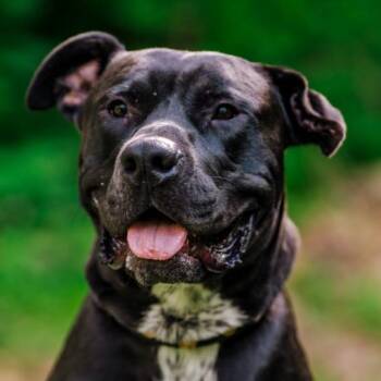 Sterling -  Pit Bull Terrier Dog for Adoption - Sterling | PetCurious