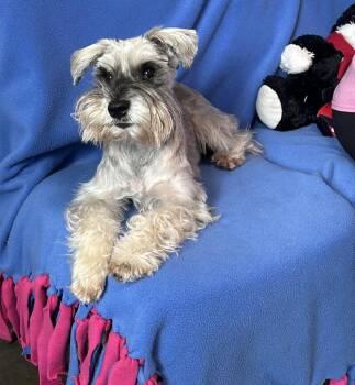 Scamp -  Schnauzer Dog for Adoption in Cedartown, Georgia - Scamp | PetCurious
