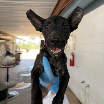 Bellsprout -  Pit Bull Terrier Dog for Adoption in Edinburg, Texas - Bellsprout | PetCurious