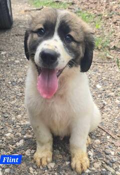 Flint -  Great Pyrenees Dog for Adoption in Alexander, Arkansas - Flint | PetCurious