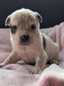 Rescue American Staffordshire Terrier Dogs for Adoption in Boise, Idaho - Pugsley | PetCurious
