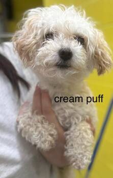 Cream Puff -  Mixed Breed Dog for Adoption in Cambridge, Maryland - Cream Puff | PetCurious