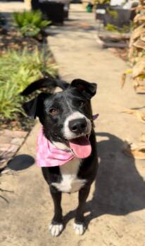 Rescue Border Collie and Black Labrador Retriever Dogs for Adoption in Houston, Texas - Dottie Belle | PetCurious