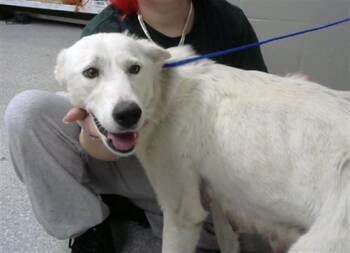 Great Pyrenees and Mixed Breed Dogs Available for Adoption - MEADOW | PetCurious
