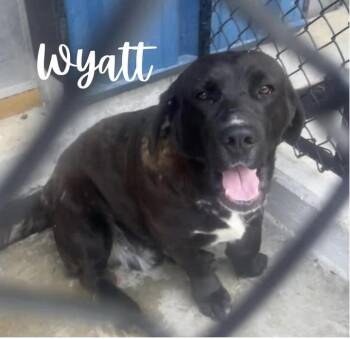 Basset Hound and Labrador Retriever Dogs Available for Adoption in Lexington, Kentucky - Wyatt | PetCurious