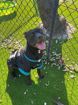 Mixed Breed Dogs Available for Adoption - SMUCKERS | PetCurious