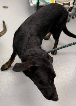 Pen 187 -  Labrador Retriever Dog for Adoption in Lawrenceville, Georgia - Pen 187 | PetCurious