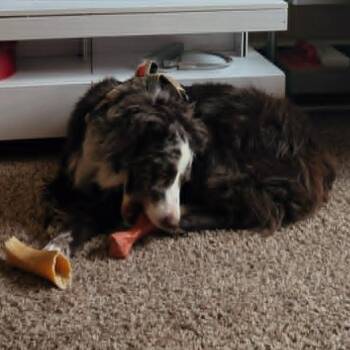 Turkey -  Australian Shepherd Dog for Adoption in Ada, Minnesota - Turkey | PetCurious