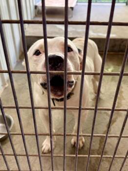 Nike -  Terrier Dog for Adoption in Glenfield, New York - Nike | PetCurious