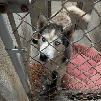 Maui -  Husky Dog for Adoption in Hermiston, Oregon - Maui | PetCurious