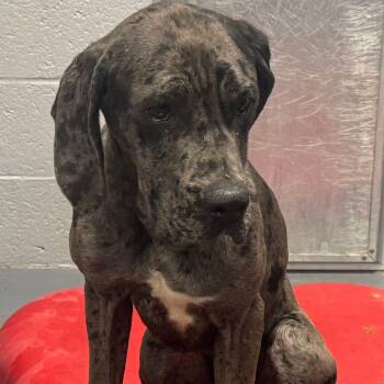 Great Dane and Mastiff Dogs Available for Adoption in Kingman, Arizona - Trudy | PetCurious