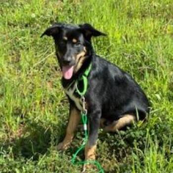 Zeuster -  Mixed Breed Dog for Adoption in Greenville, South Carolina - Zeuster | PetCurious
