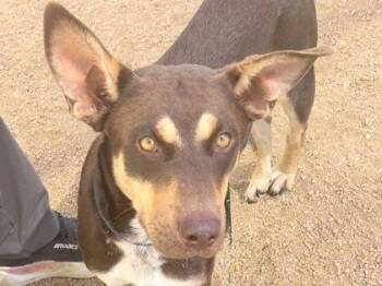 Congo -  Mixed Breed Dog for Adoption in Georgetown, Texas - Congo | PetCurious