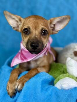 Rescue Chihuahua Dogs for Adoption in Hondo, Texas - Penelope - Tiny Chihuahua Girl | PetCurious