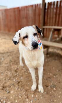 Feather -  Anatolian Shepherd Dog for Adoption in Muskegon, Michigan - Feather | PetCurious