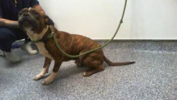 A1269935 -  Boxer and Mixed Breed Dog for Adoption in Charlotte, North Carolina - A1269935 | PetCurious