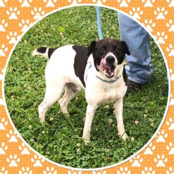 TITO -  Feist Dog for Adoption in Buckhannon, West Virginia - TITO | PetCurious
