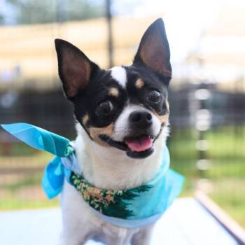 CEDAR -  Chihuahua Dog for Adoption in San Antonio, Texas - CEDAR | PetCurious