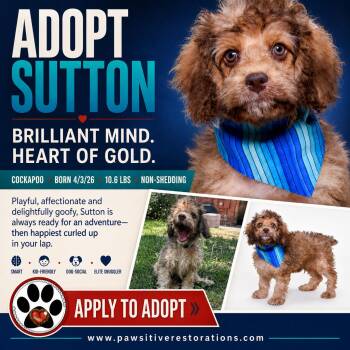 SUTTON -  Cockapoo Dog for Adoption in Foxfield, Colorado - SUTTON | PetCurious